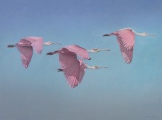 /userimg/o5Yro/Mayhew, Timothy_Roseate fly-by.jpg